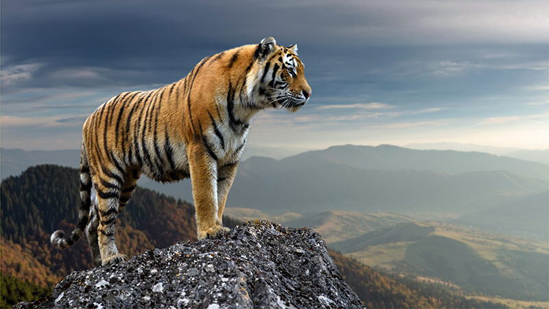 Tiger image