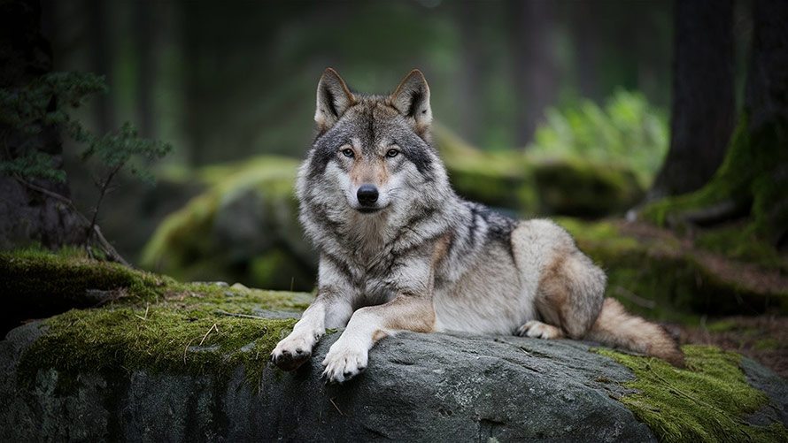 Wolf image