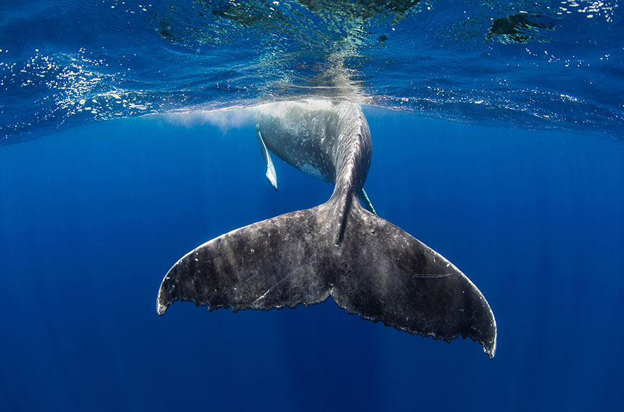 Whale image